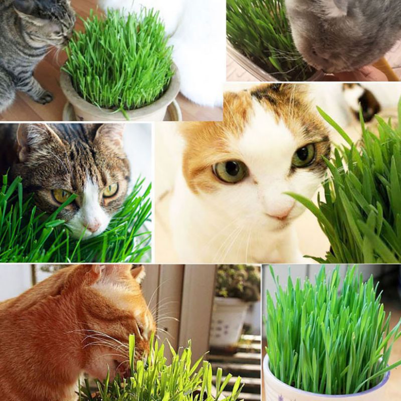 Cat Grass Seed 100% High Quality