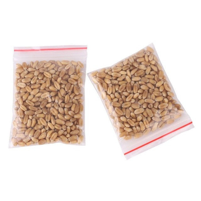 Cat Grass Seed 100% High Quality